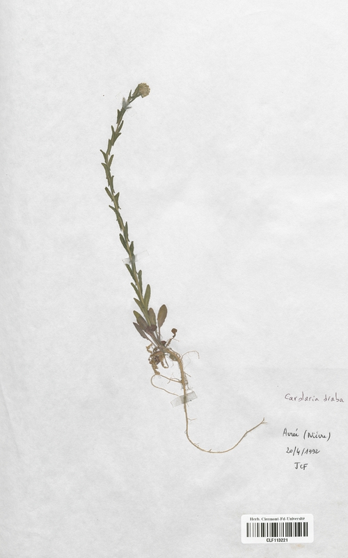 Cardaria draba (Brassicaceae)