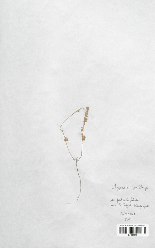 Clypeola jonthlaspi (Brassicaceae)