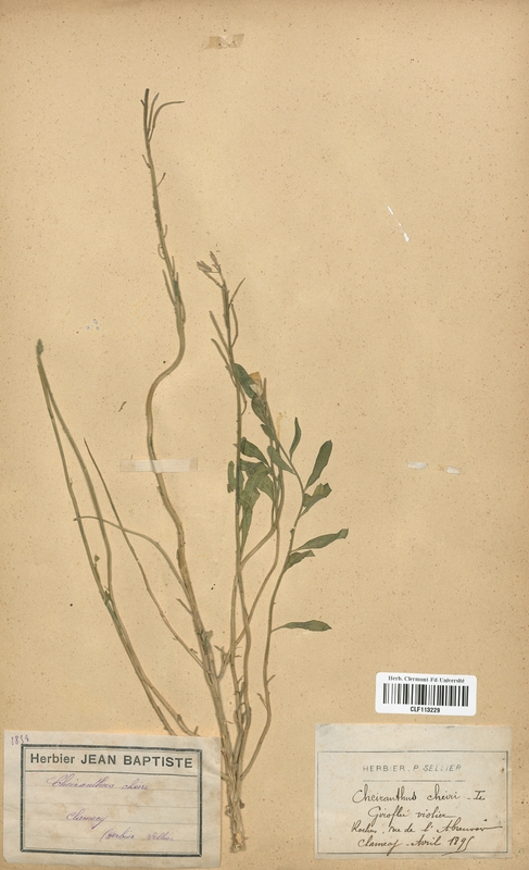 Cheiranthus cheiri (Brassicaceae)