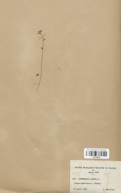 Cochlearia danica (Brassicaceae)