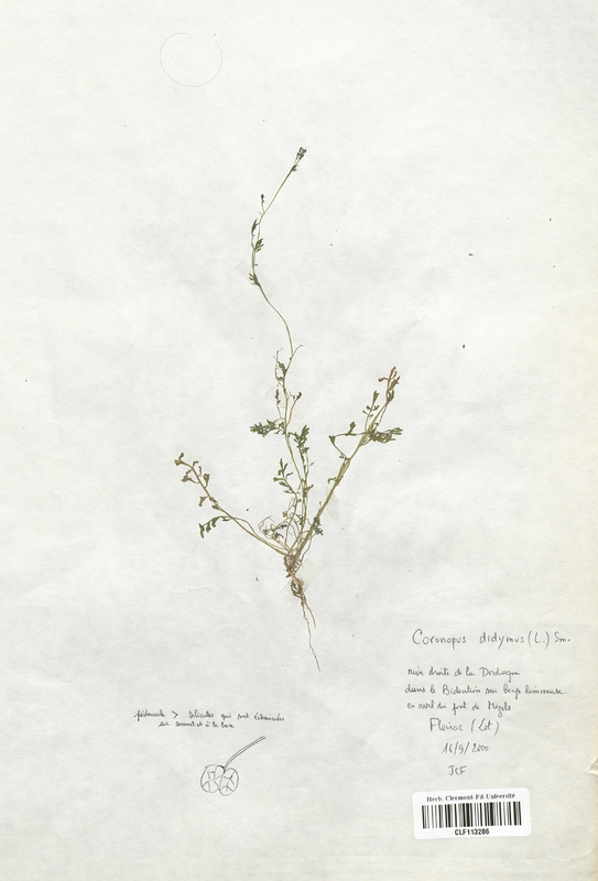 Coronopus didymus (Brassicaceae)