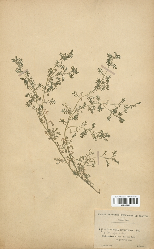 Coronopus didymus (Brassicaceae)