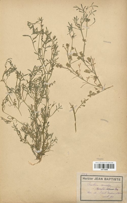 Coronopus procumbens (Brassicaceae)