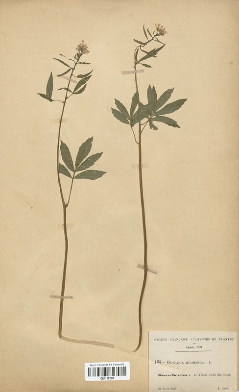 Dentaria bulbifera (Brassicaceae)