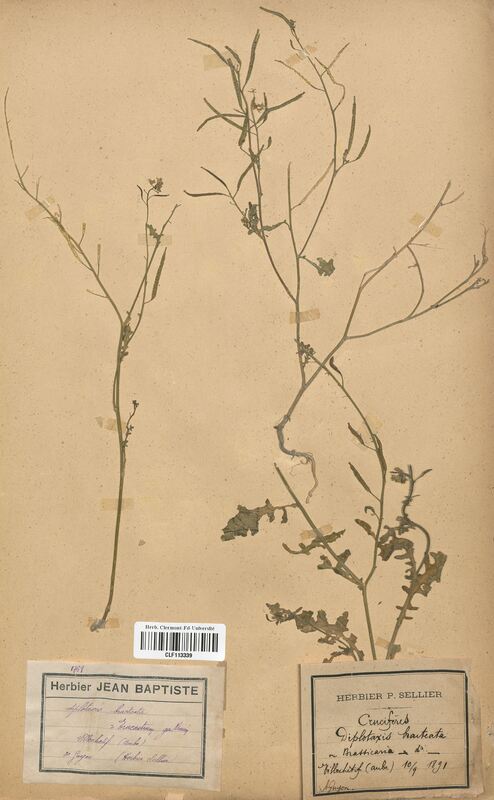 Diplotaxis bracteata (Brassicaceae)