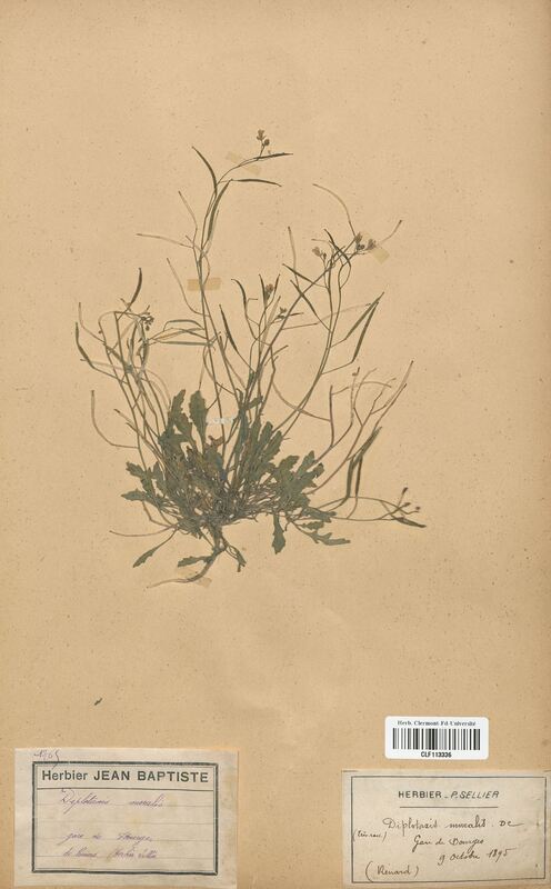 Diplotaxis muralis (Brassicaceae)