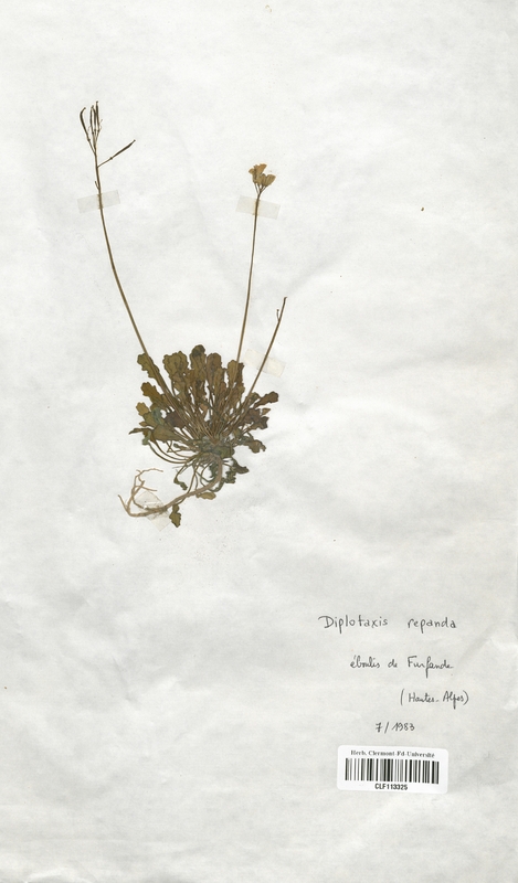 Diplotaxis repanda (Brassicaceae)