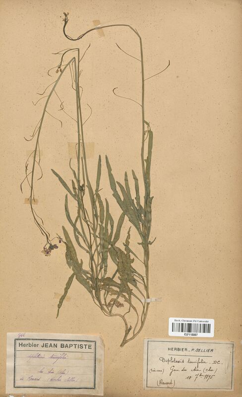 Diplotaxis tenuifolia (Brassicaceae)