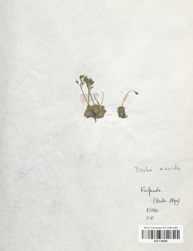 Draba azoides (Brassicaceae)