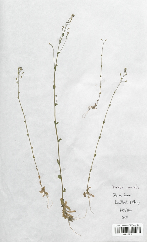 Draba muralis (Brassicaceae)