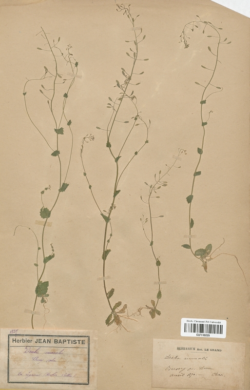 Draba muralis (Brassicaceae)