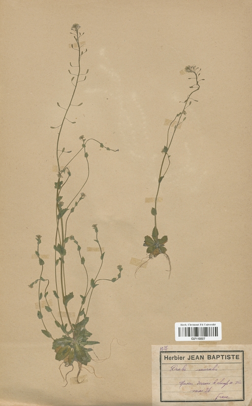 Draba muralis (Brassicaceae)