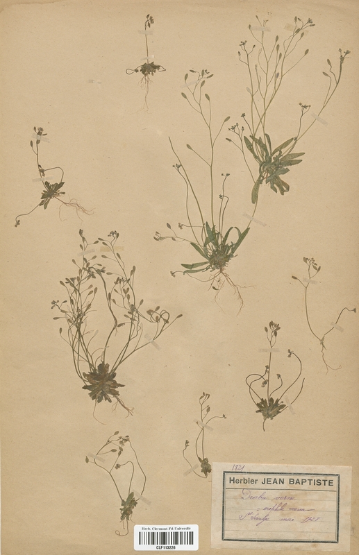 Draba verna (Brassicaceae)