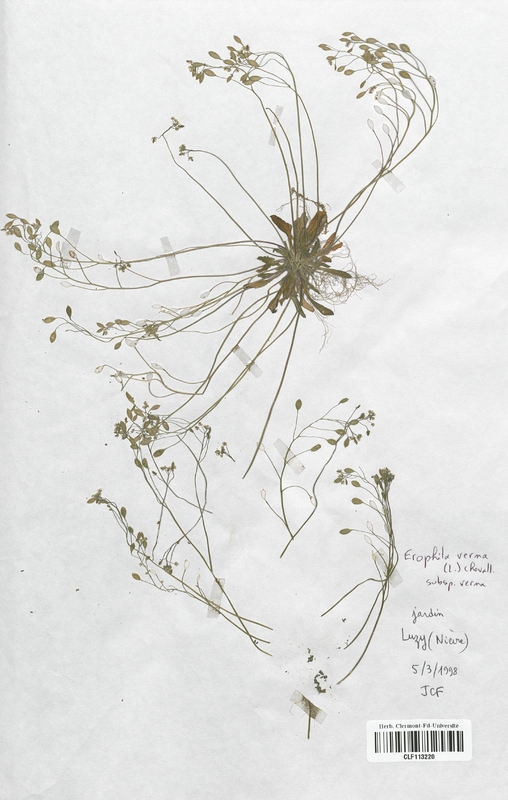 Erophila verna (Brassicaceae)