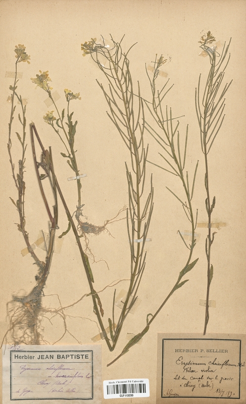 Erysimum cheiriflorum (Brassicaceae)
