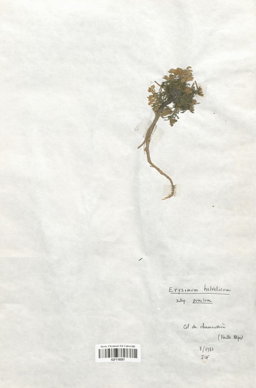 Erysimum helveticum pumilum (Brassicaceae)