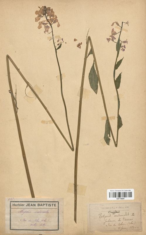 Hesperis matronalis (Brassicaceae)