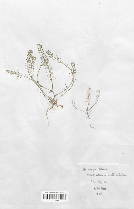 Hornungia petraea (Brassicaceae)