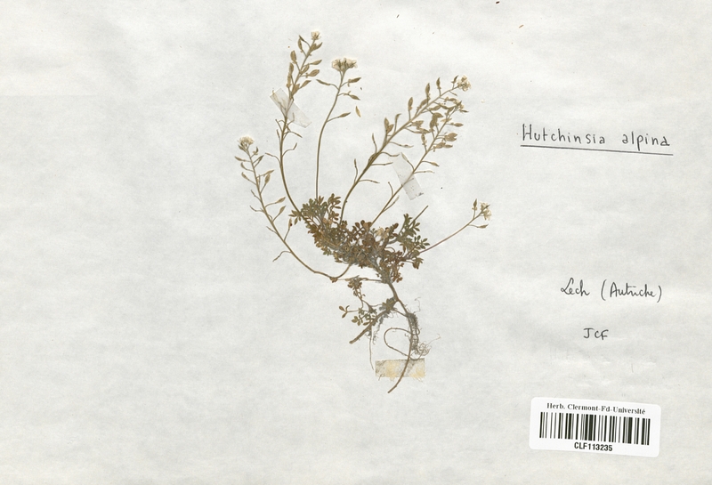 Hutchinsia alpina (Brassicaceae)
