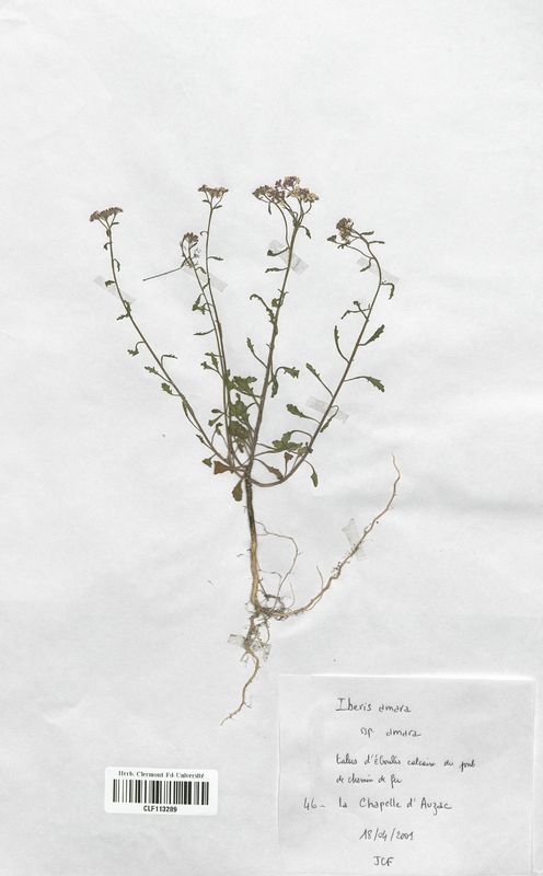 Iberis amara (Brassicaceae)