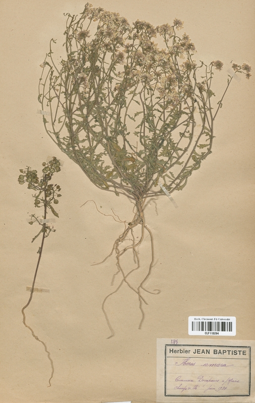 Iberis amara (Brassicaceae)
