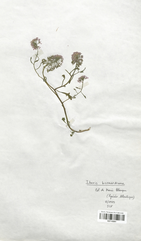 Iberis bernardiana (Brassicaceae)