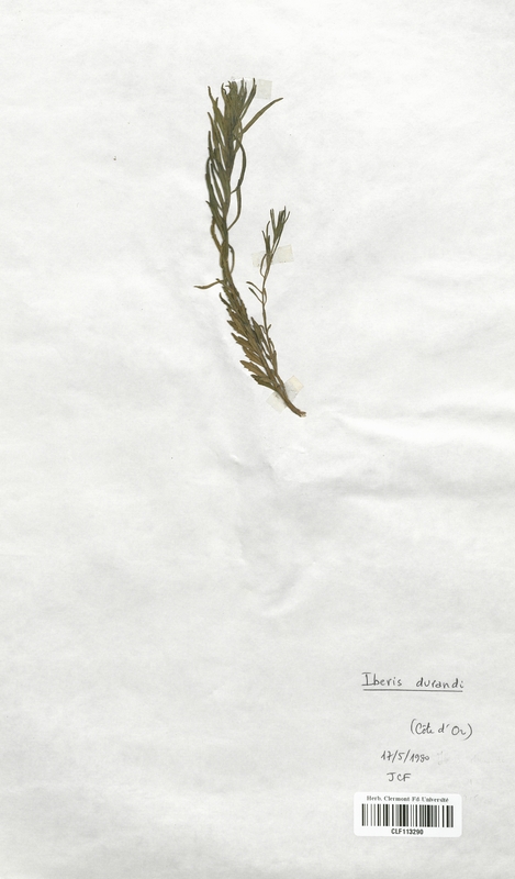 Iberis durandi (Brassicaceae)