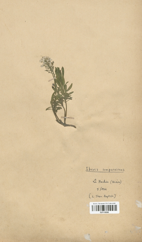 Iberis semperflorens (Brassicaceae)