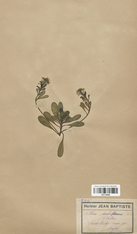 Iberis sempervirens (Brassicaceae)