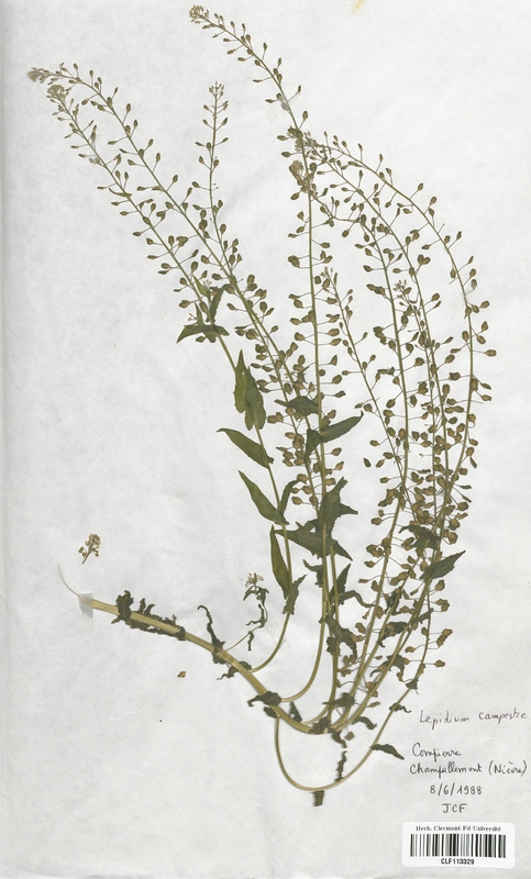 Lepidium campestre (Brassicaceae)