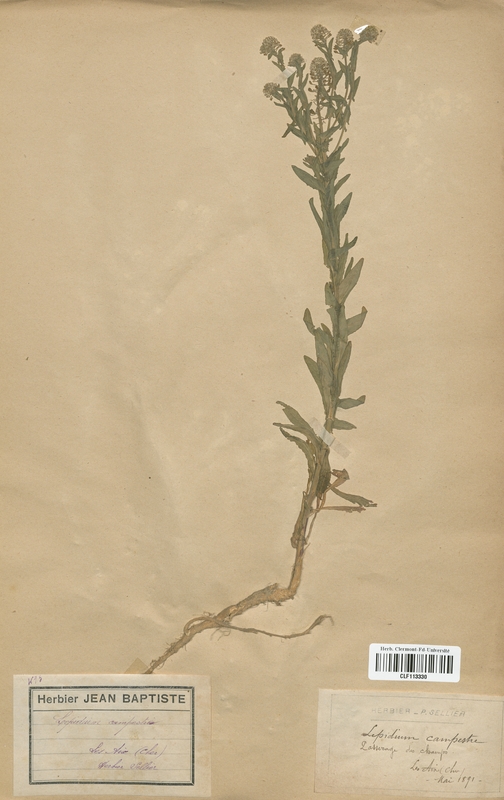 Lepidium campestre (Brassicaceae)