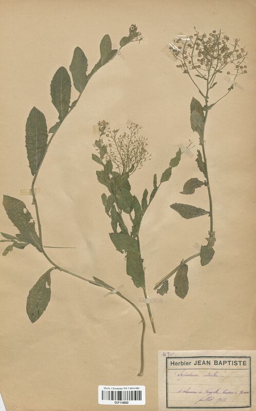 Lepidium draba (Brassicaceae)