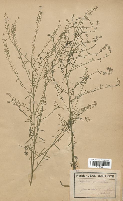 Lepidium graminifolium (Brassicaceae)