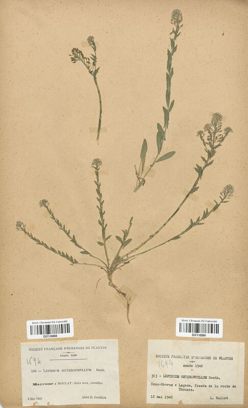 Lepidium heterophyllum (Brassicaceae)