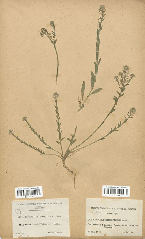 Lepidium heterophyllum (Brassicaceae)