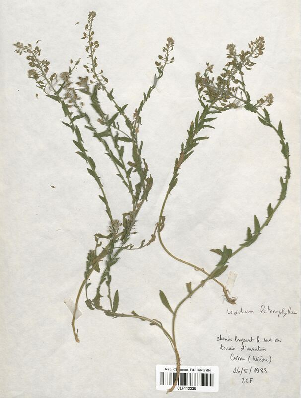 Lepidium heterophyllum (Brassicaceae)