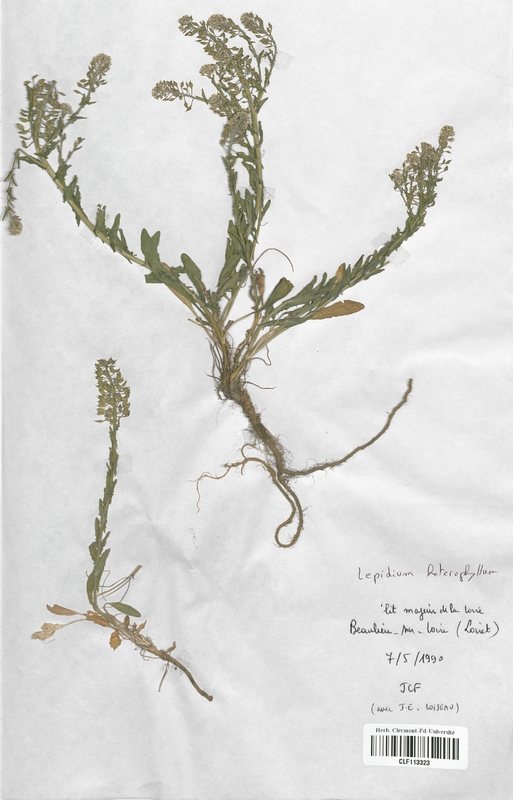 Lepidium heterophyllum (Brassicaceae)