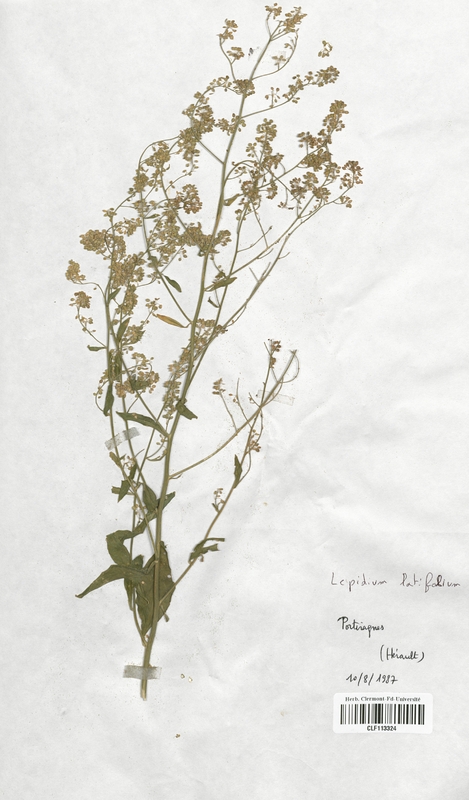 Lepidium latifolium (Brassicaceae)