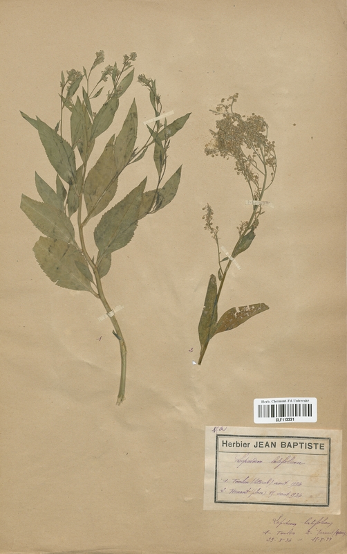 Lepidium latifolium (Brassicaceae)