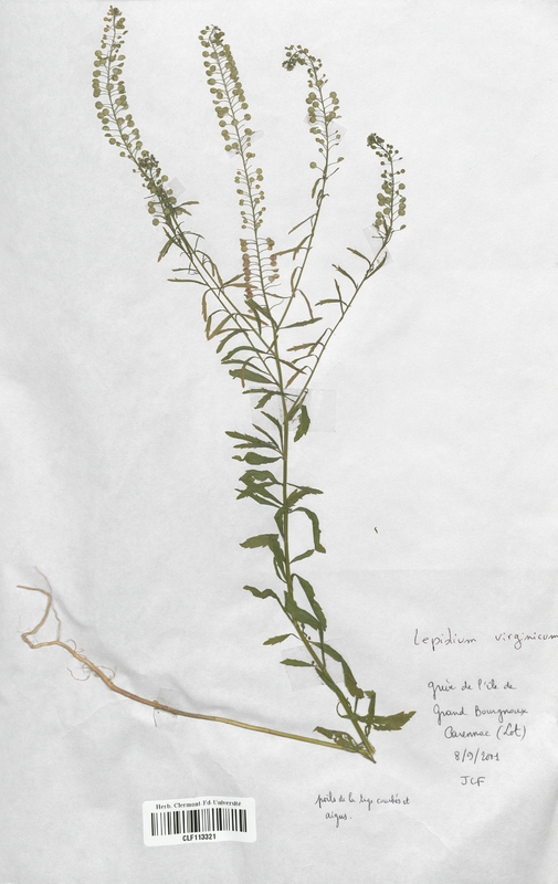 Lepidium virginicum (Brassicaceae)