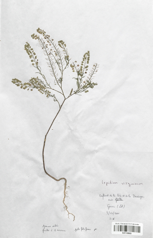 Lepidium virginicum (Brassicaceae)