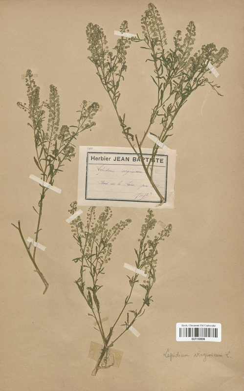 Lepidium virginicum (Brassicaceae)