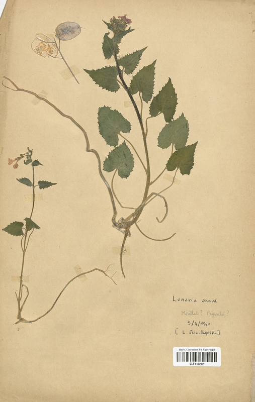 Lunaria annua (Brassicaceae)