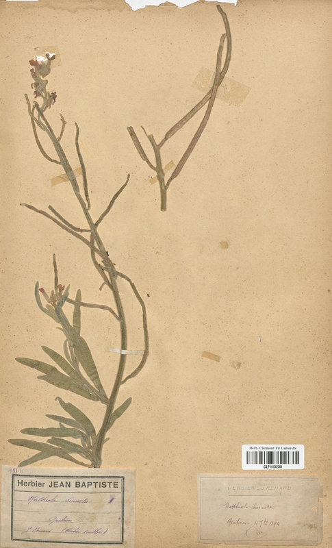 Matthiola sinuata (Brassicaceae)