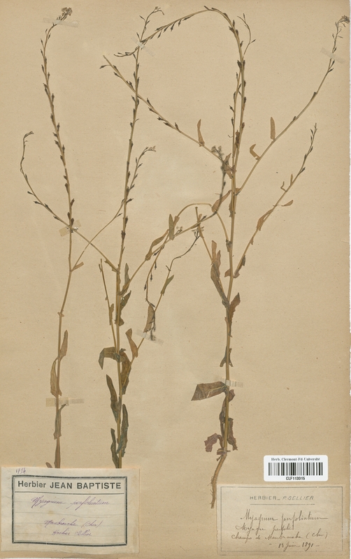 Myagrum perfoliatum (Brassicaceae)