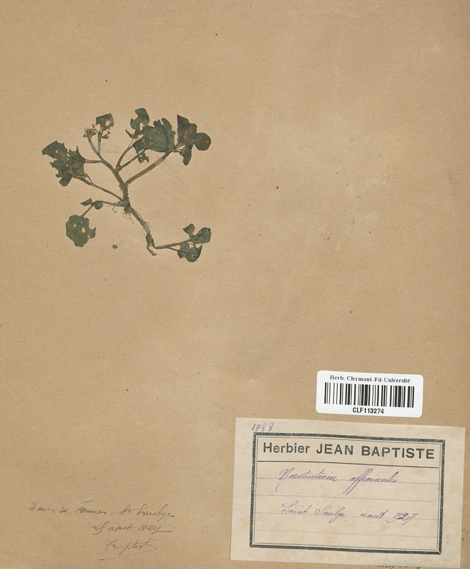 Nasturtium officinale (Brassicaceae)