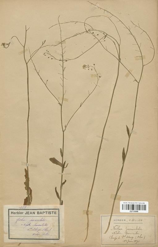 Neslia paniculata (Brassicaceae)