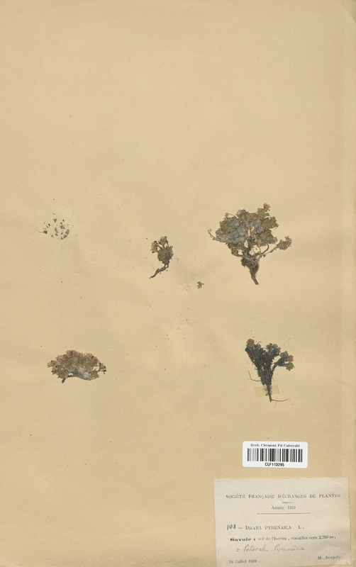 Petrocalis pyrenaica (Brassicaceae)