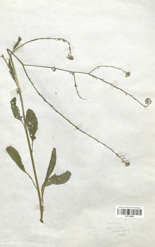 Rapistrum rugosum (Brassicaceae)