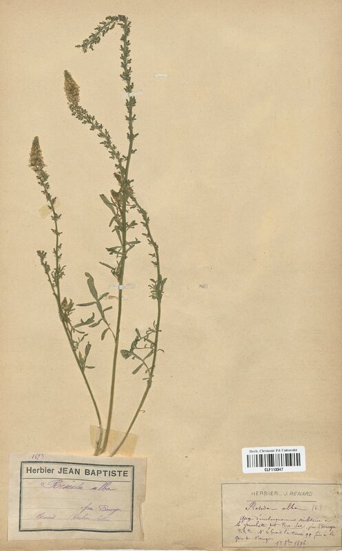 Reseda alba (Resedaceae)